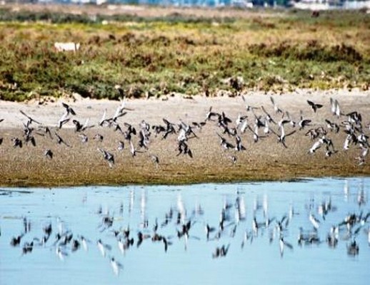  السليمانية تحتفل باليوم العالمي للطبيعة والطيور